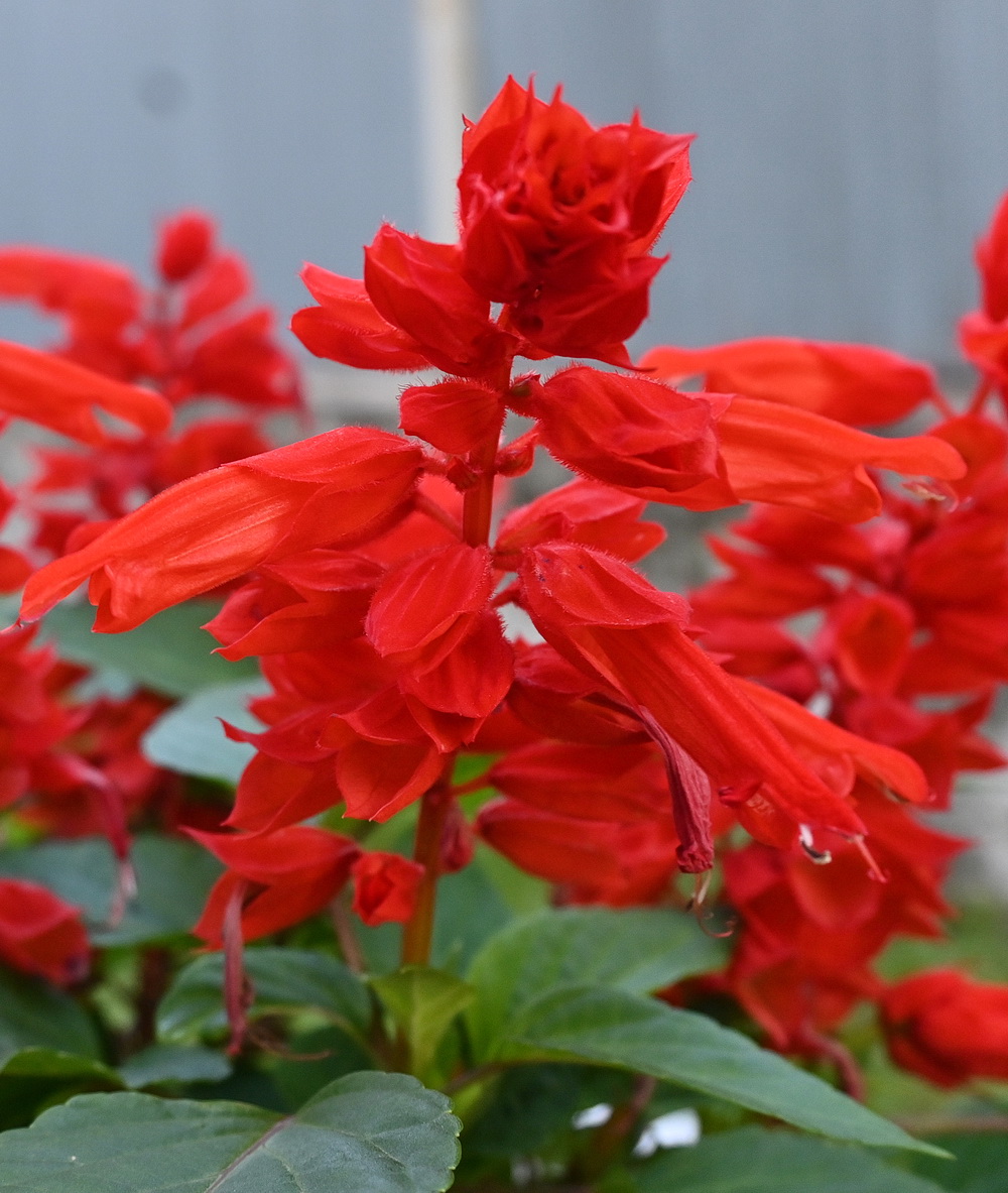 Image of Salvia splendens specimen.