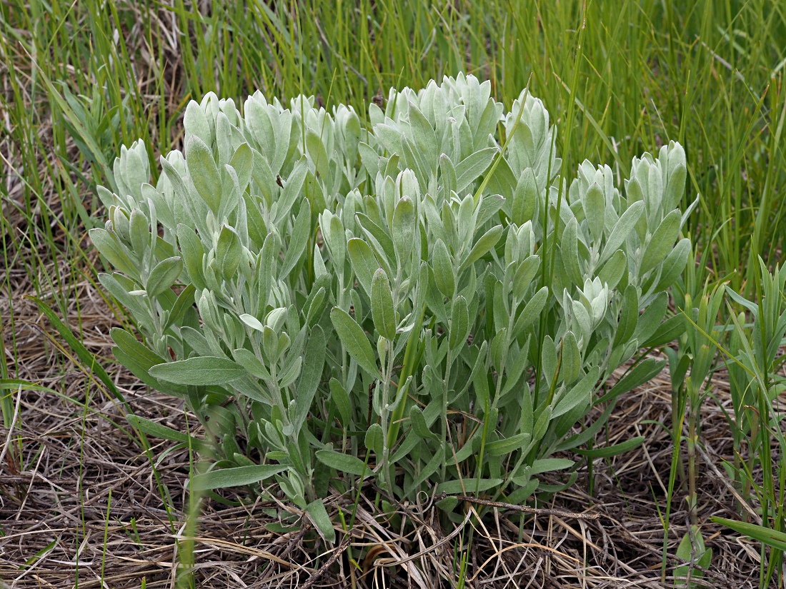 Изображение особи Galatella villosa.