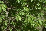 Image of taxon representative. Author is Александр Лебедев