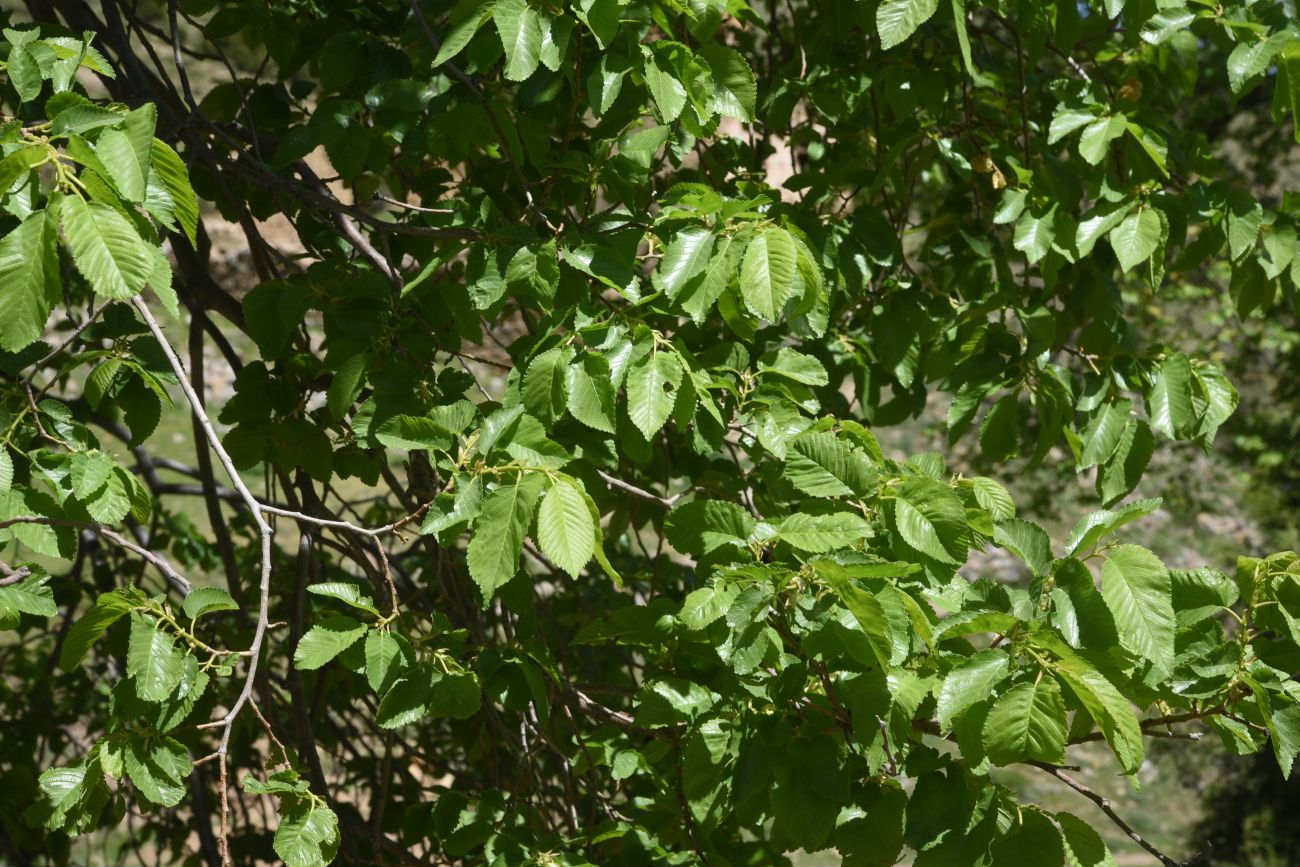 Image of genus Ulmus specimen.