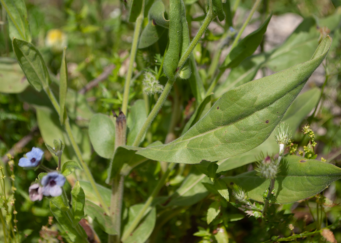 Изображение особи Cynoglossum creticum.