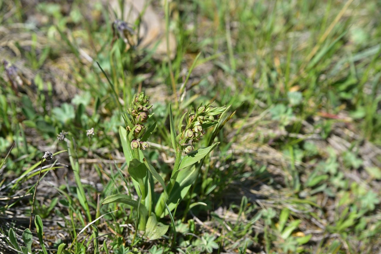 Изображение особи Dactylorhiza viridis.