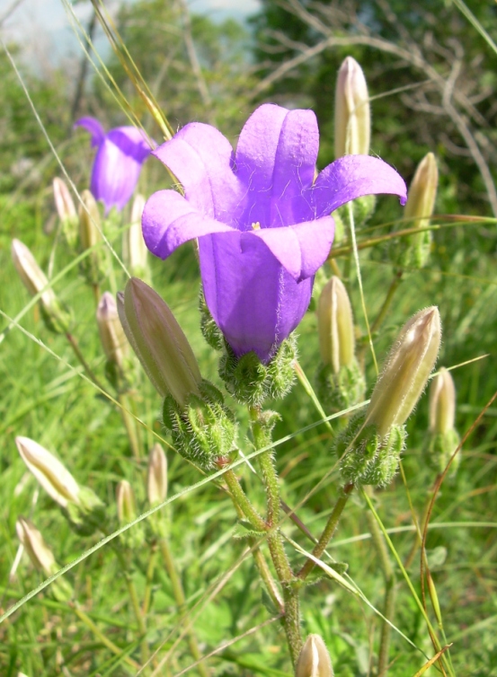 Изображение особи Campanula komarovii.