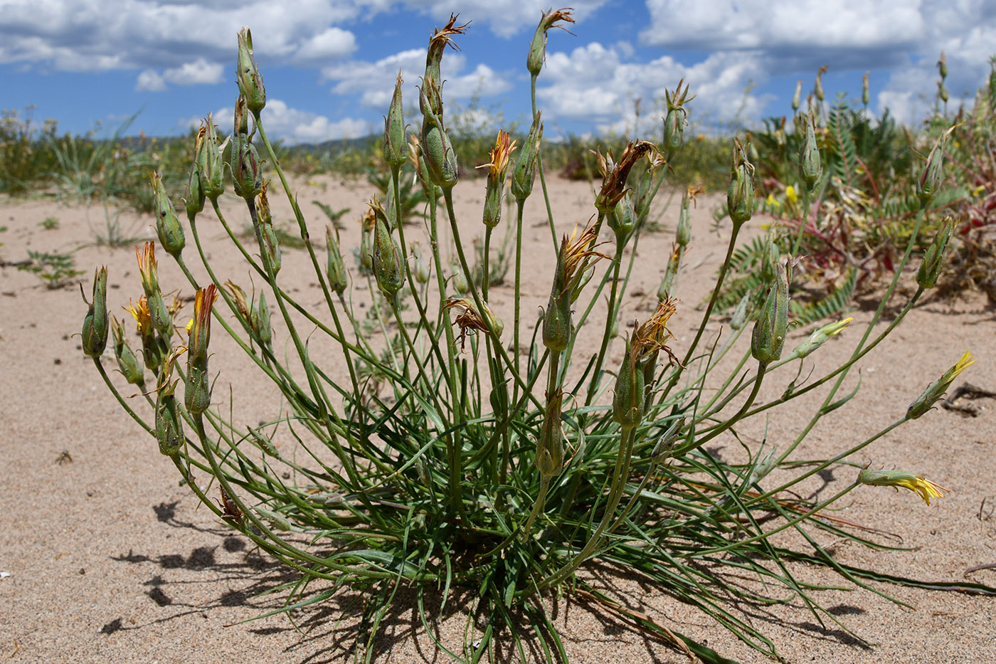 Image of genus Scorzonera specimen.