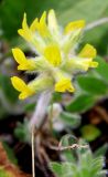 Astragalus dasyanthus