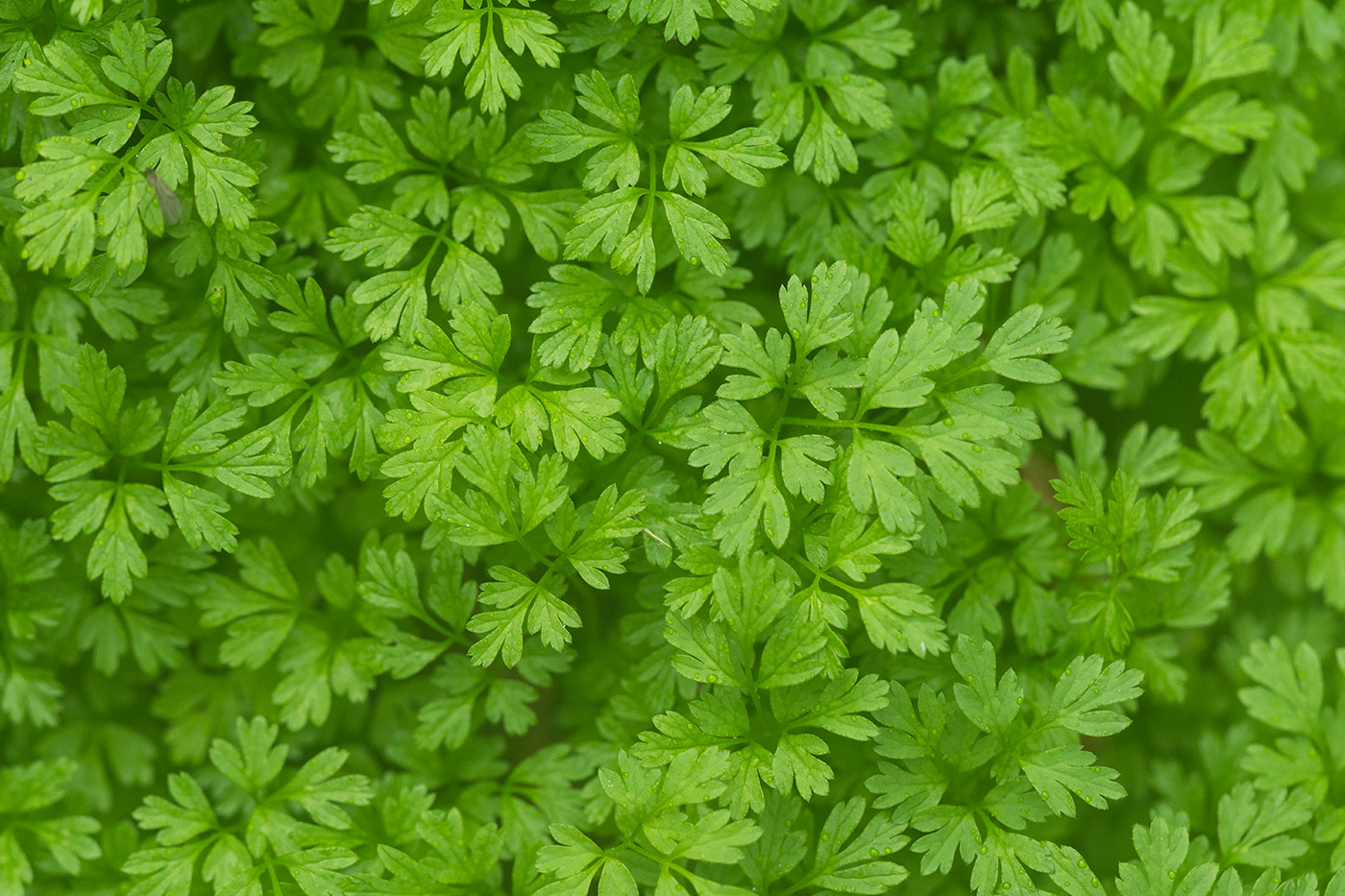 Image of genus Anthriscus specimen.