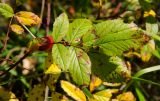 genus Rosa. Лист с погрызами и с грибными (?) повреждениями. Пермский край, Добрянский р-н, Краснослудское сельское поселение, окр. дер. Бобки, дол. р. Осиновки, склон задернованной береговой террасы. 15 сентября 2024 г.