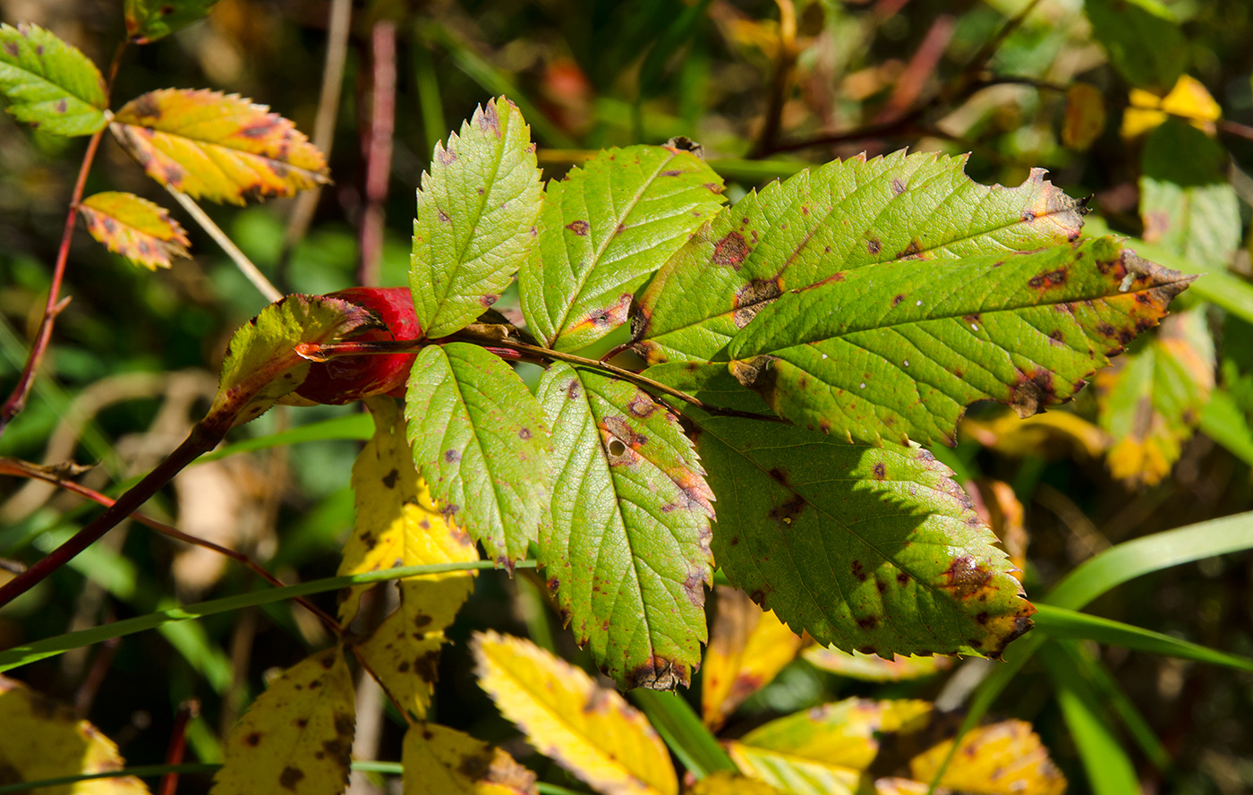 Image of genus Rosa specimen.