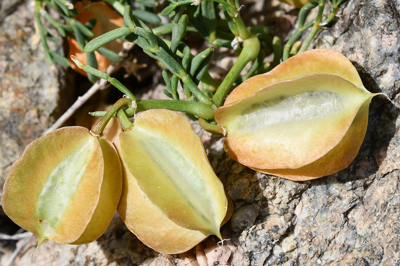 Изображение особи Zygophyllum kegense.