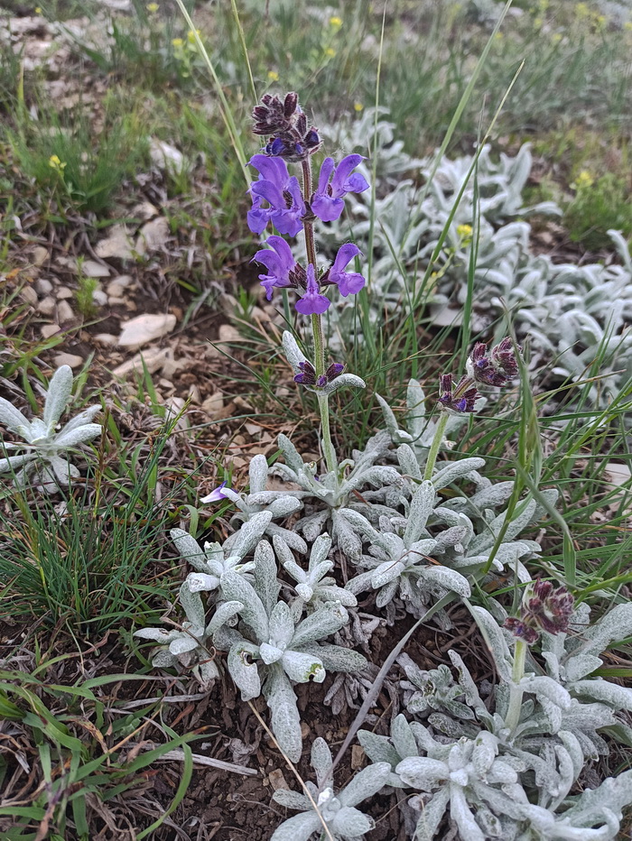 Изображение особи Salvia canescens.