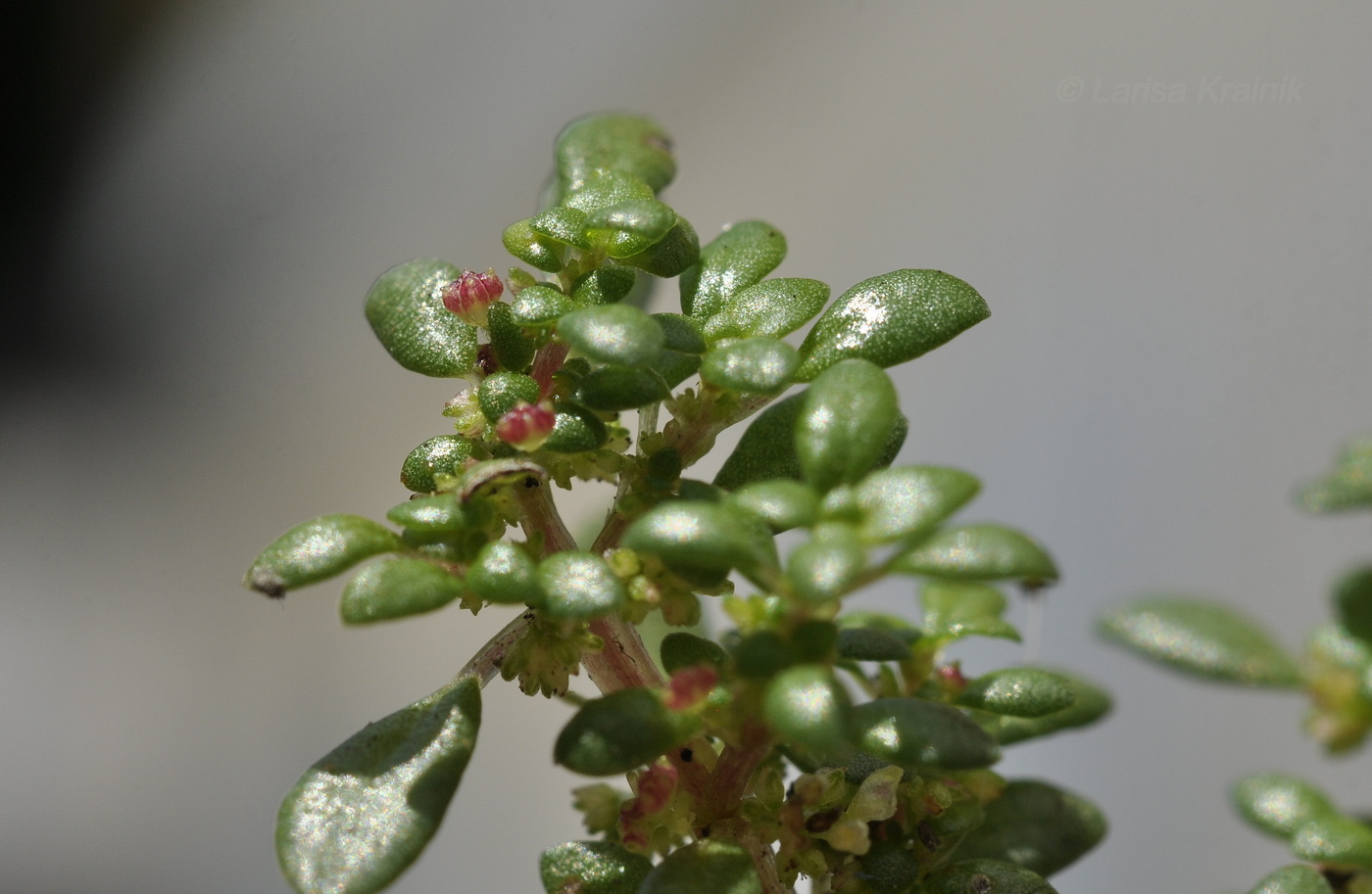 Изображение особи Pilea microphylla.