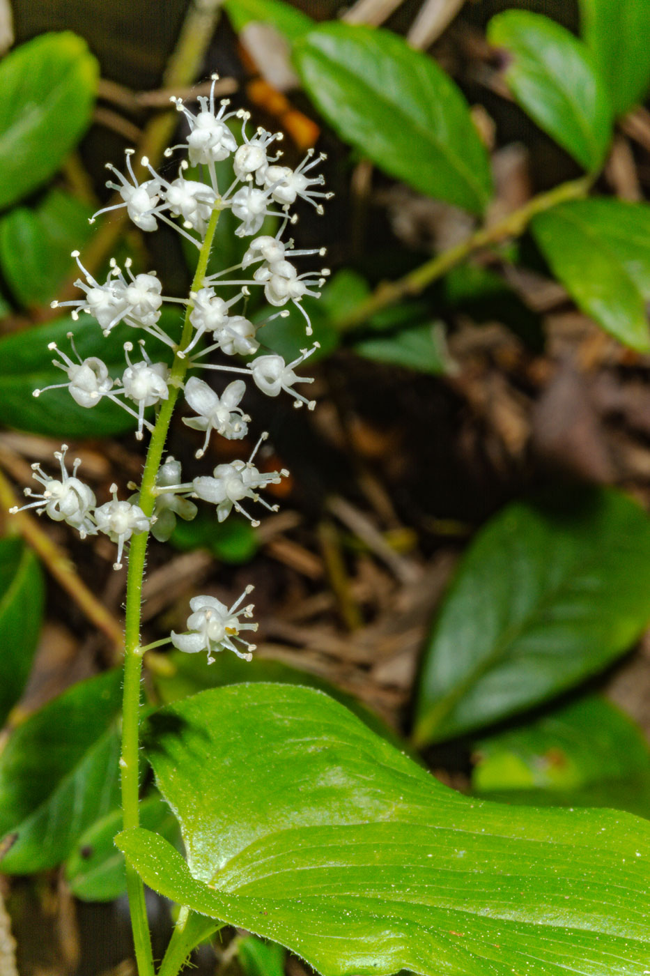 Изображение особи Maianthemum bifolium.