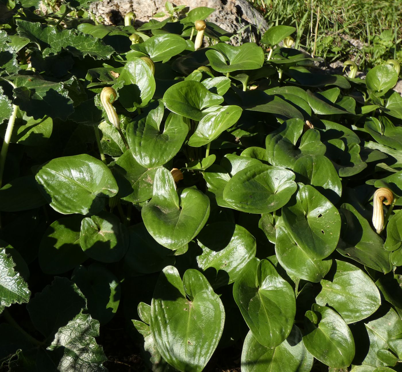 Image of Arisarum vulgare specimen.