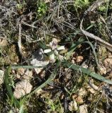 Bellevalia nivalis. Цветущее растение. Республика Кипр, окр. с. Арменохори, невысокий каменистый холм. 14.02.2026.