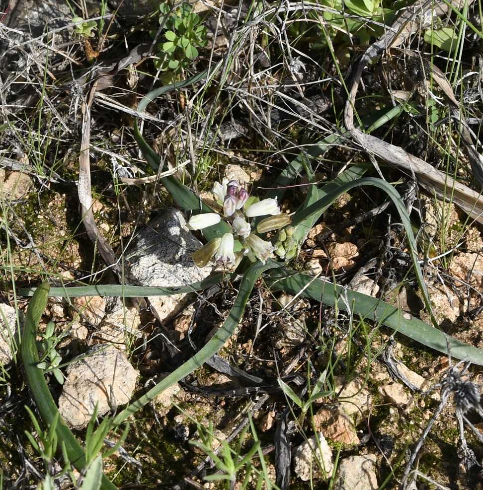 Изображение особи Bellevalia nivalis.