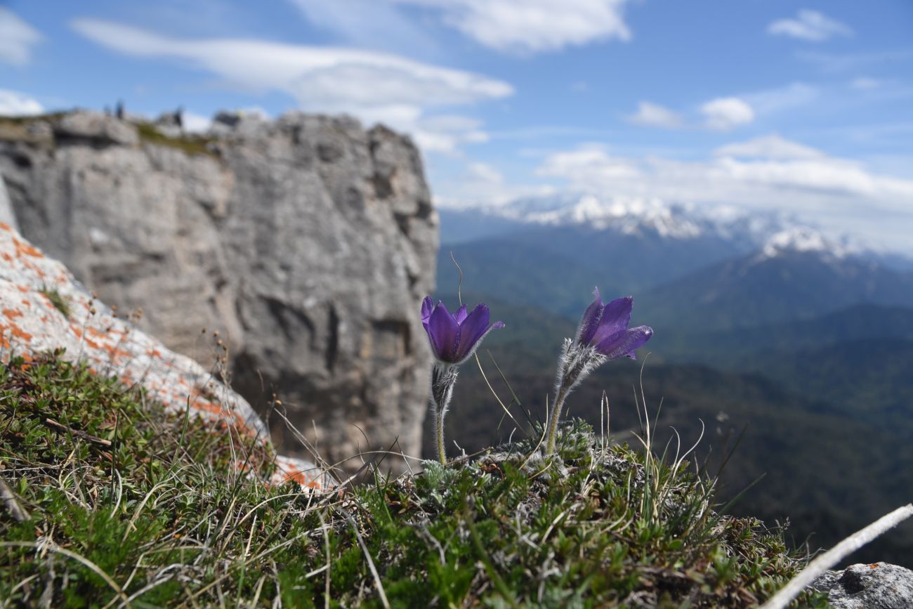 Image of Pulsatilla violacea specimen.