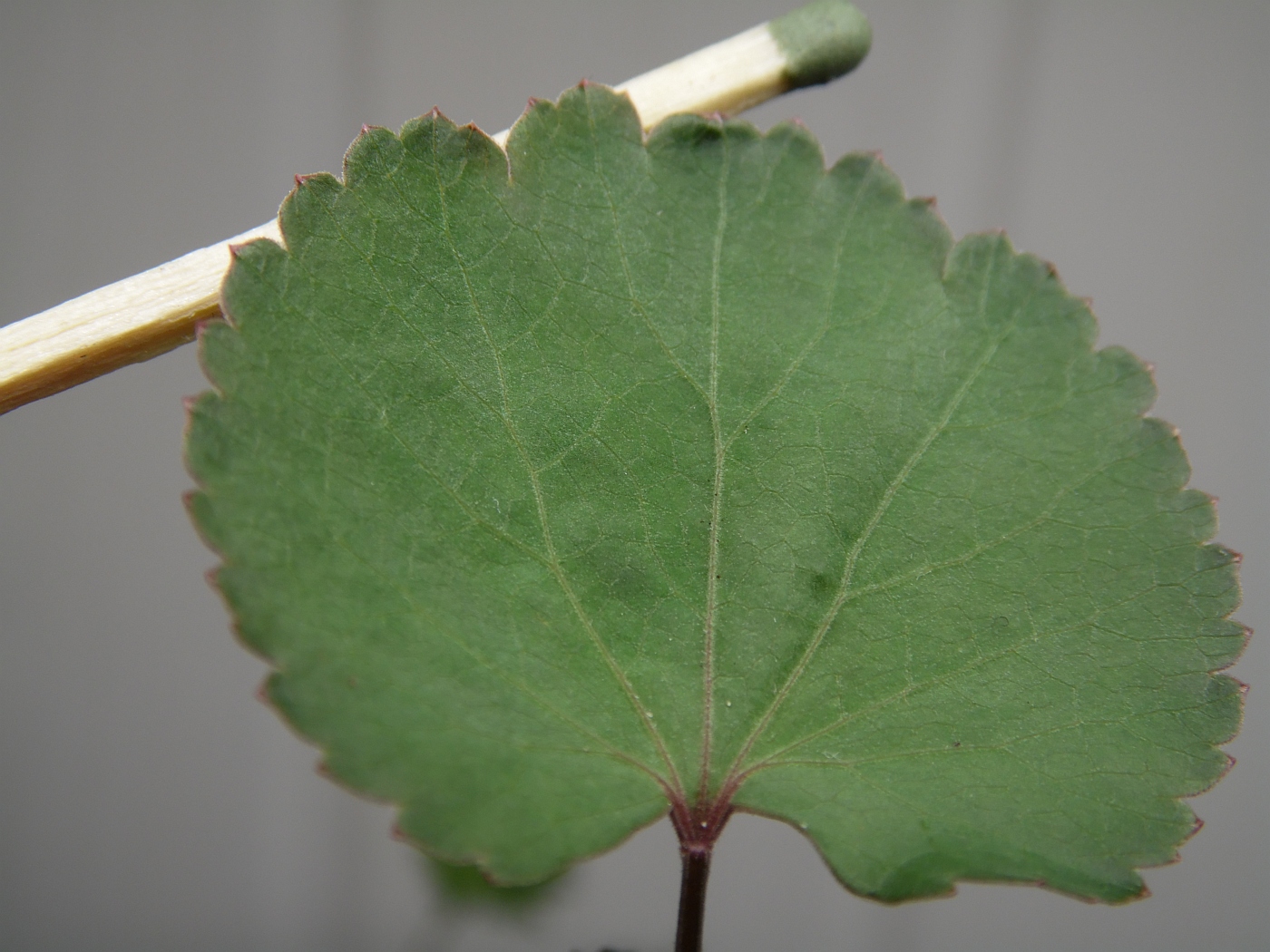Image of Zizia aptera specimen.