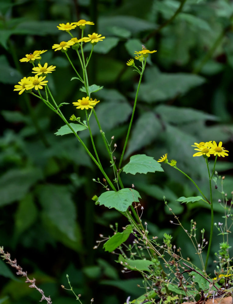 Изображение особи Sinosenecio oldhamianus.