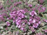 Thymus perinicus. Цветущее растение. Болгария, гора Пирин, по туристической тропе между хижиной Бъндерица и местностью Казаните, на мраморизованном известняке. 26 июля 2024 г.