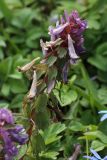 Corydalis solida. Отцветающее соцветие с завязавшимися плодами. Ленинградская обл., Ломоносовский р-н, дер. Дубки, дачный участок. 01.05.2026.