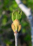 Fraxinus rhynchophylla. Верхушка ветви с почкой и распускающимися листьями. Приморский край, хр. Тимпур (Береговой), у скального обнажения. 13.05.2026.