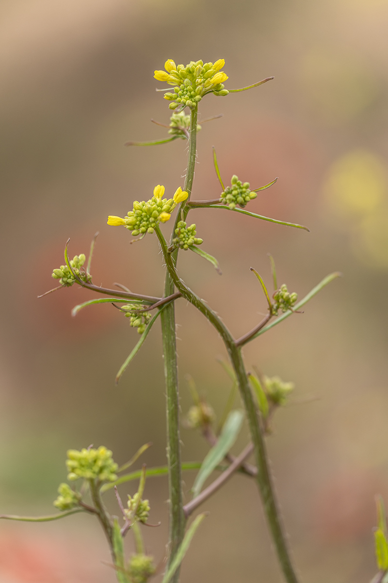 Image of familia Brassicaceae specimen.