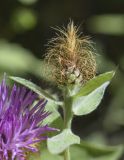 Centaurea pectinata. Верхушка побега с нераспустившимся соцветием. Испания, Каталония, пров. Барселона, комарка Осона, муниципалитет Виланова-де-Сау, водохранилище Сау, просека в смешанном лесу. 31.05.2026.