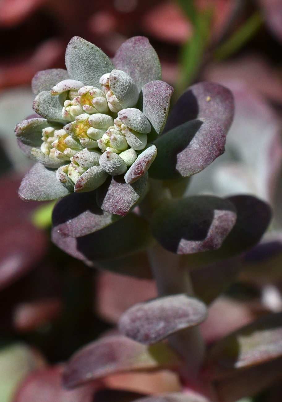 Image of Sedum spathulifolium specimen.