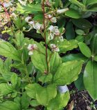 Elliottia bracteata. Цветущее растение. Московская обл., в культуре. 01.07.2026.