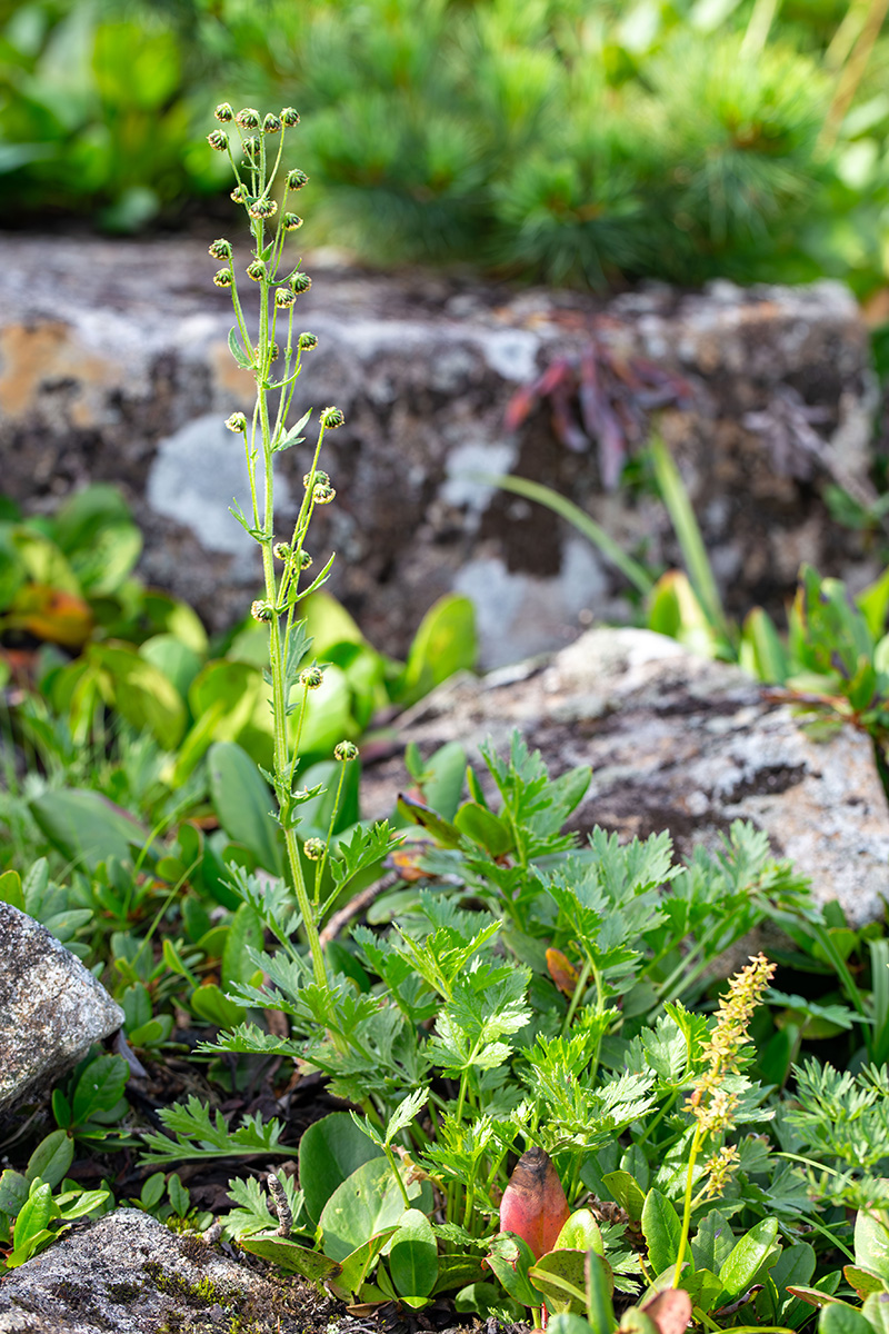 Image of Artemisia arctica specimen.