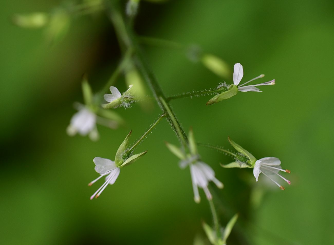 Image of Circaea × intermedia specimen.