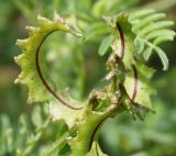 Image of taxon representative. Author is Роланд Цандекидис