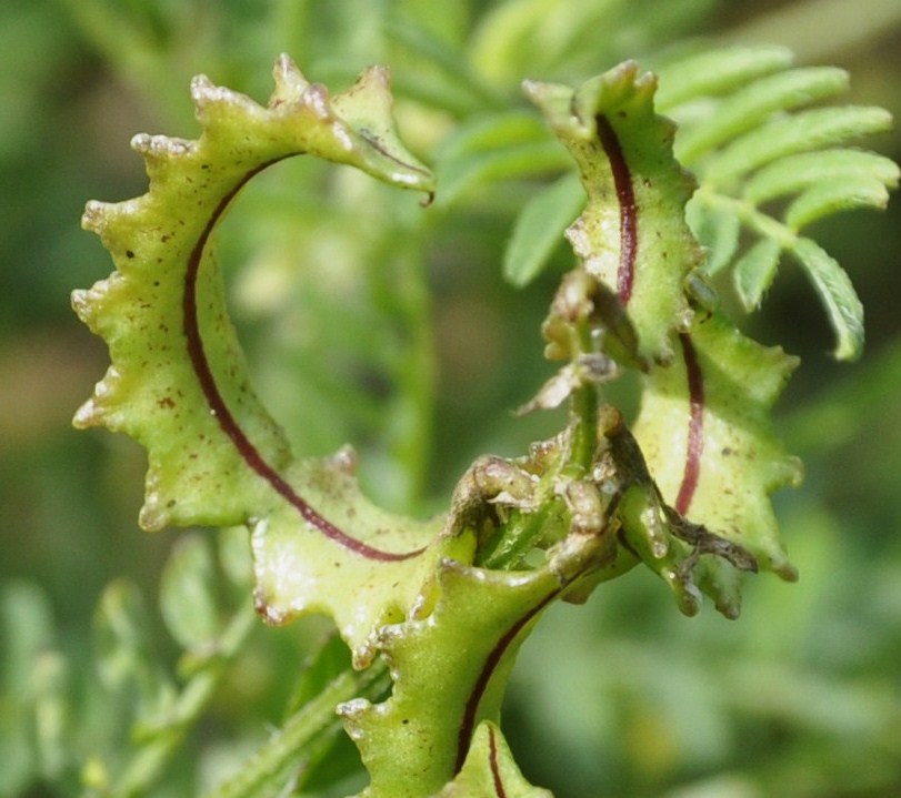 Изображение особи Biserrula pelecinus.