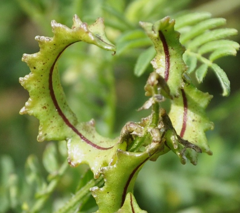 Изображение особи Biserrula pelecinus.