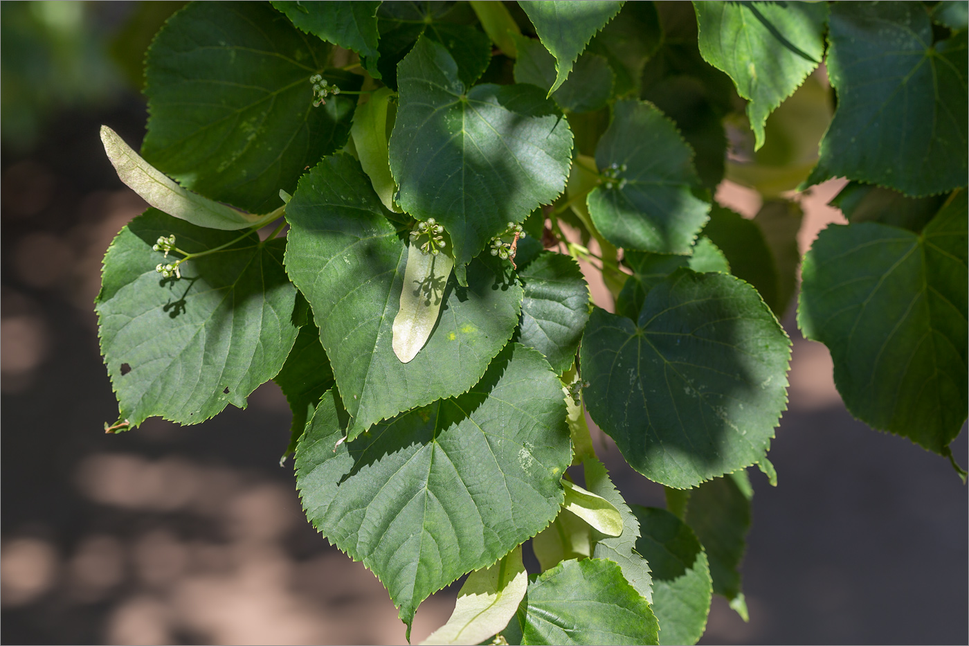 Изображение особи Tilia cordata.