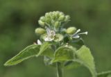 Circaea cordata. Верхушка растения с соцветием. Приморье, о. Шкота, коса, полынно-кустарниковое сообщество. 20.07.2026.