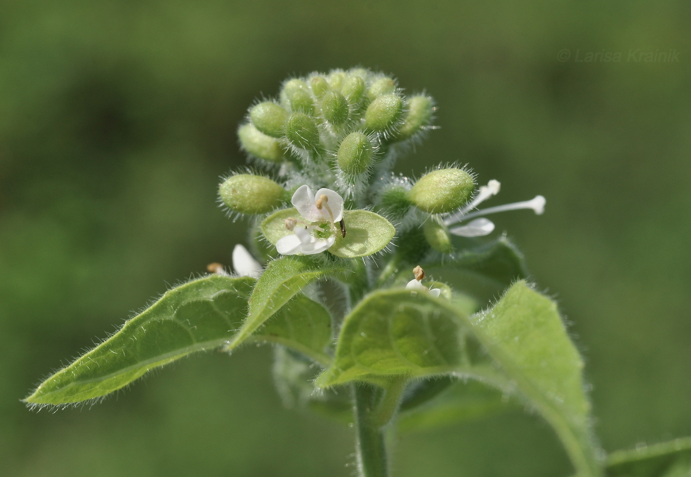 Изображение особи Circaea cordata.