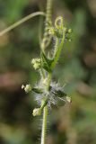 Sicyos angulatus. Соплодие. Крым, Севастополь, пустырь. 04.10.2026.