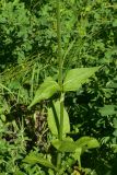 familia Dipsacaceae. Часть побега. Турция, ил Артвин, р-н Юсуфели, 250 м ниже дер. Гюльпынар, выс. 1500 м н.у.м., луг среди зарослей. 13 июня 2026 г.