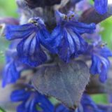 Ajuga reptans