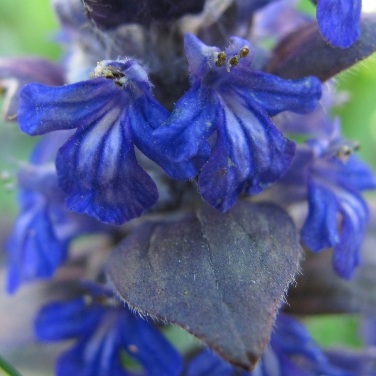 Image of Ajuga reptans specimen.