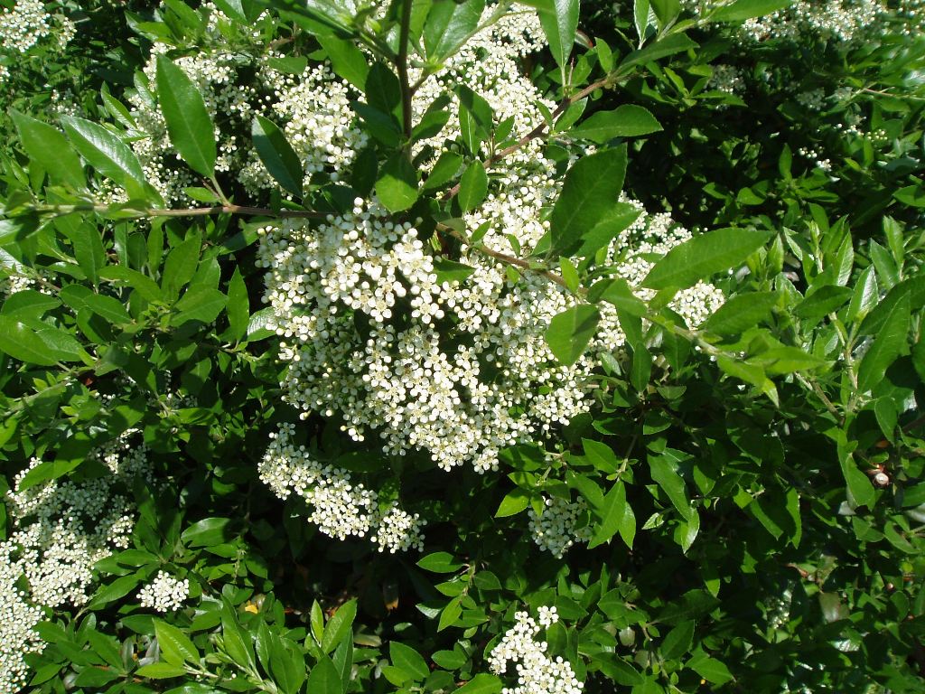 Изображение особи род Pyracantha.