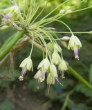 Allium paczoskianum