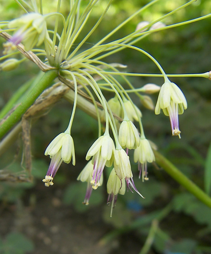 Image of Allium paczoskianum specimen.