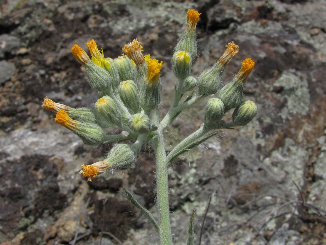 Image of genus Pilosella specimen.