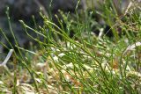 Vaccinium myrtillus. Безлистные перезимовавшие побеги. Московская обл., Раменский р-н, окр. дер. Хрипань, опушка леса. 27.04.2006.