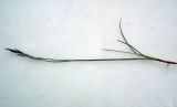 genus Festuca