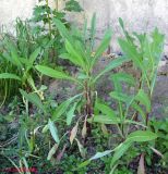 Lactuca serriola