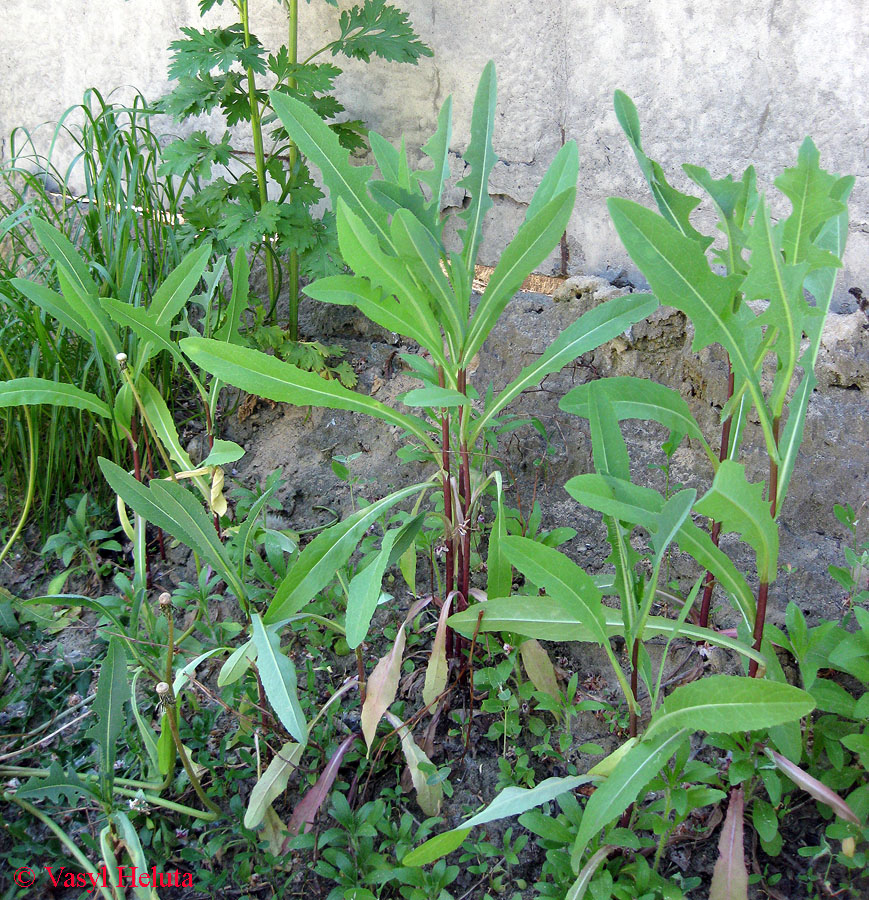 Image of Lactuca serriola specimen.