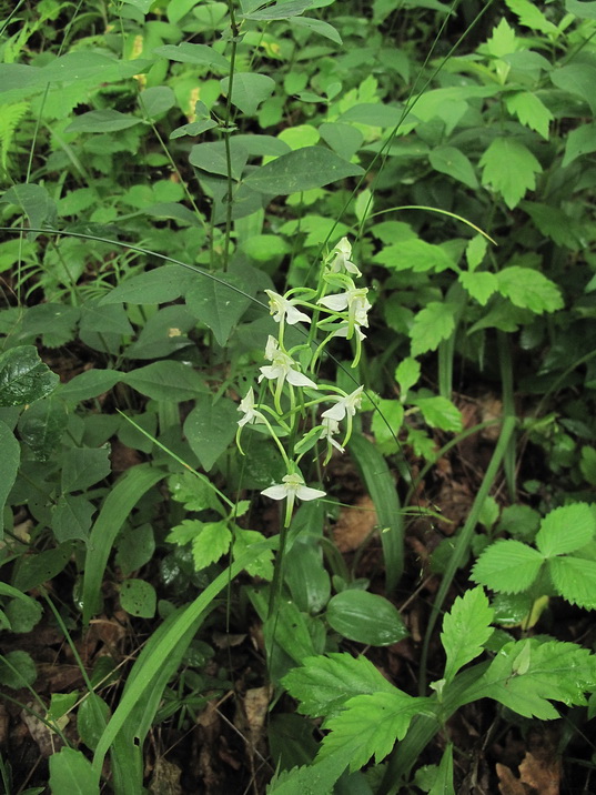 Изображение особи Platanthera densa.